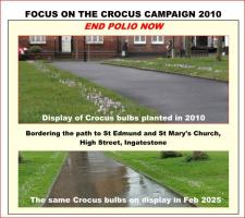 Display of Crocus bulbs